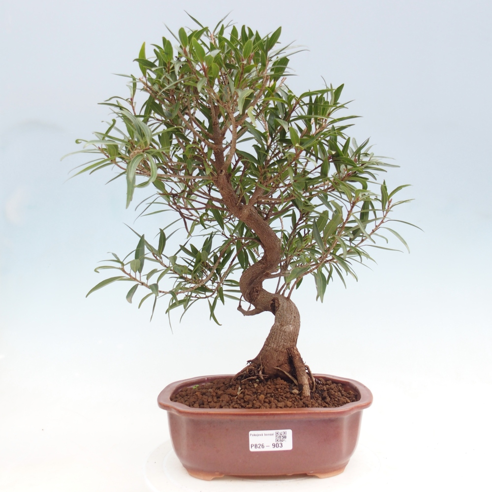 Camera bonsai - Ficus nerifolia - ficus a foglie piccole