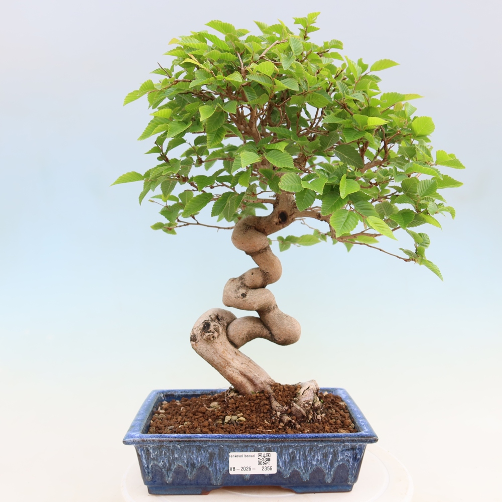 Bonsai da esterno -Carpinus Coreana - Carpino coreano