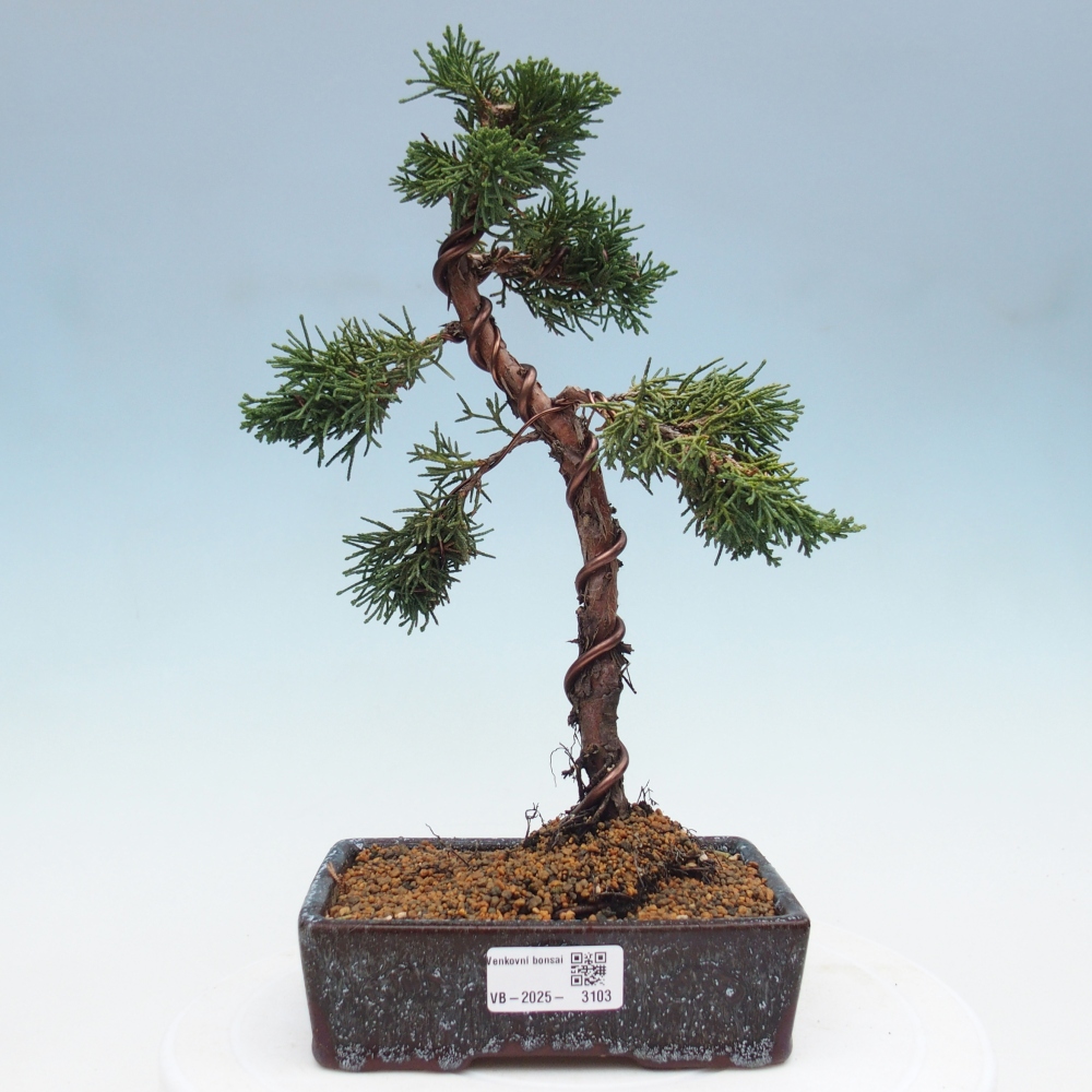 Bonsai da esterno - Juniperus chinensis Kishu