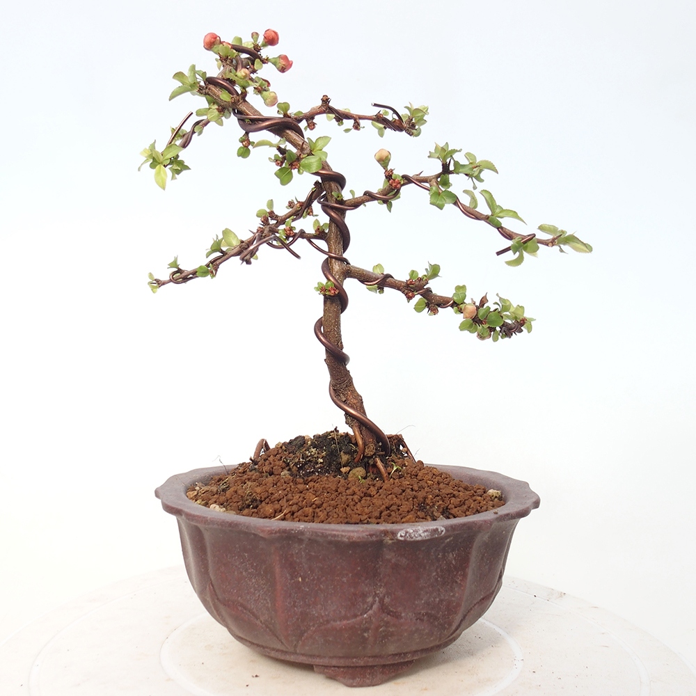 Bonsai da esterno - Chaneomeles s. Red Joy - Cotogno