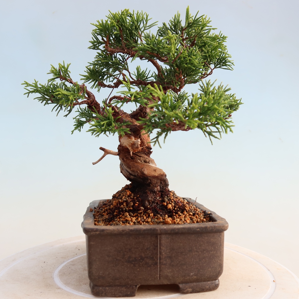 Bonsai da esterno - Juniperus chinensis Itoigawa