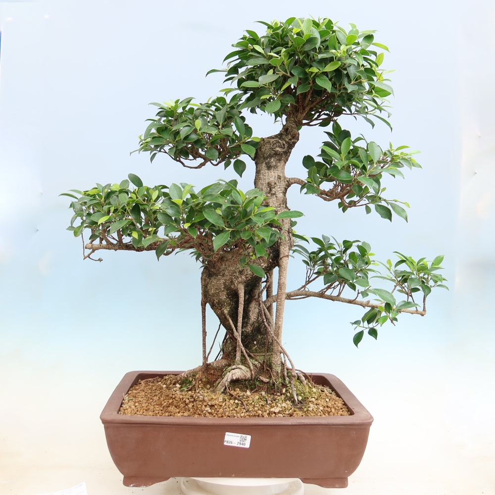 Camera bonsai - Ficus kimmen - ficus a foglie piccole