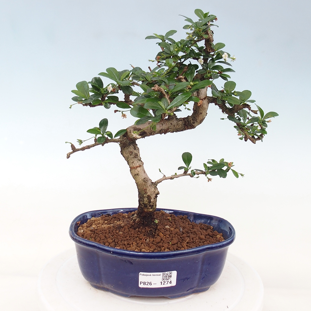 Camera bonsai - Carmona macrophylla - Tea fuki