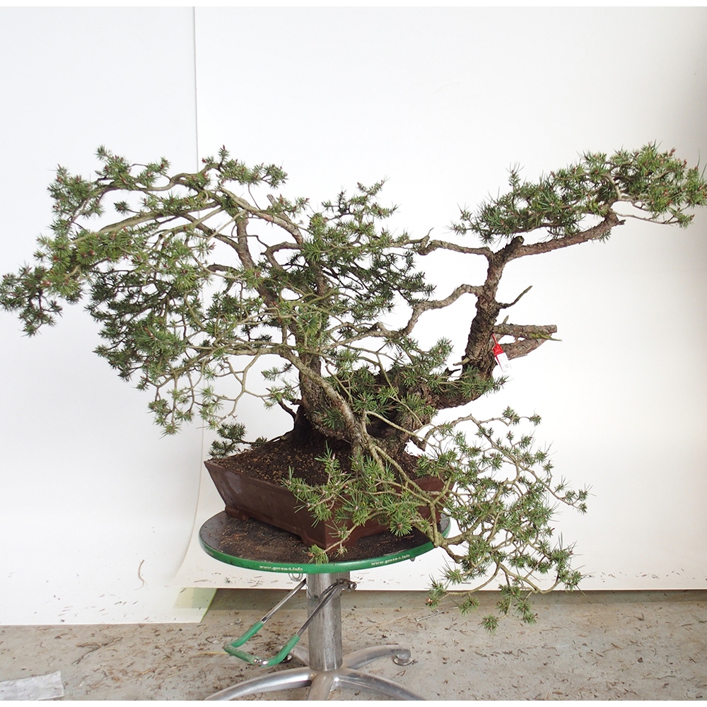 Yamadori - Pinus sylvestris Spagna