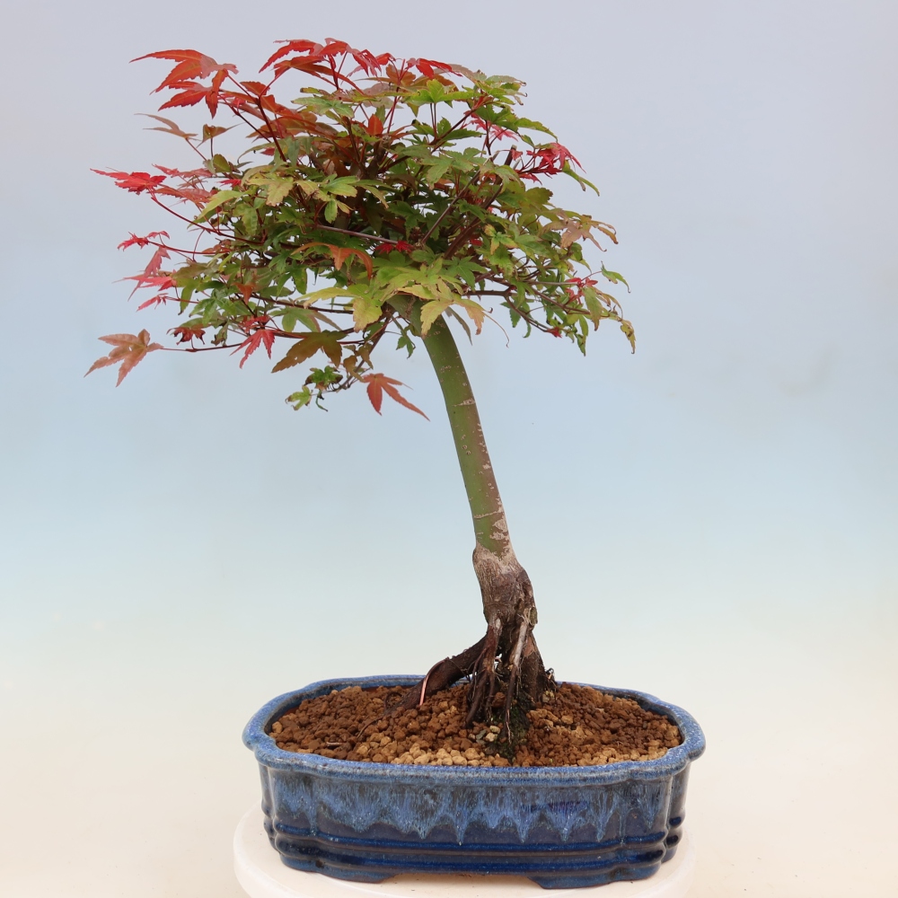 Acero norvegese - Acer palmatum Beni Tsukasa