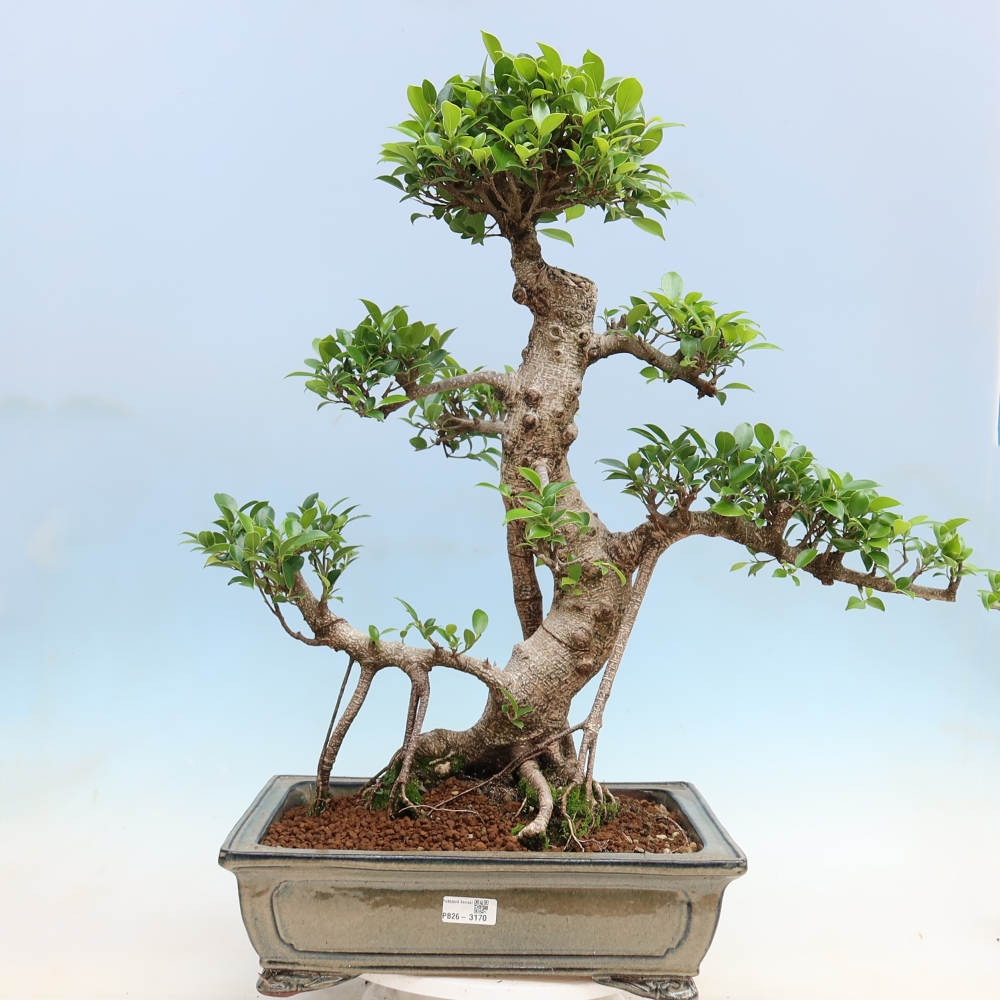Camera bonsai - Ficus kimmen - ficus a foglie piccole