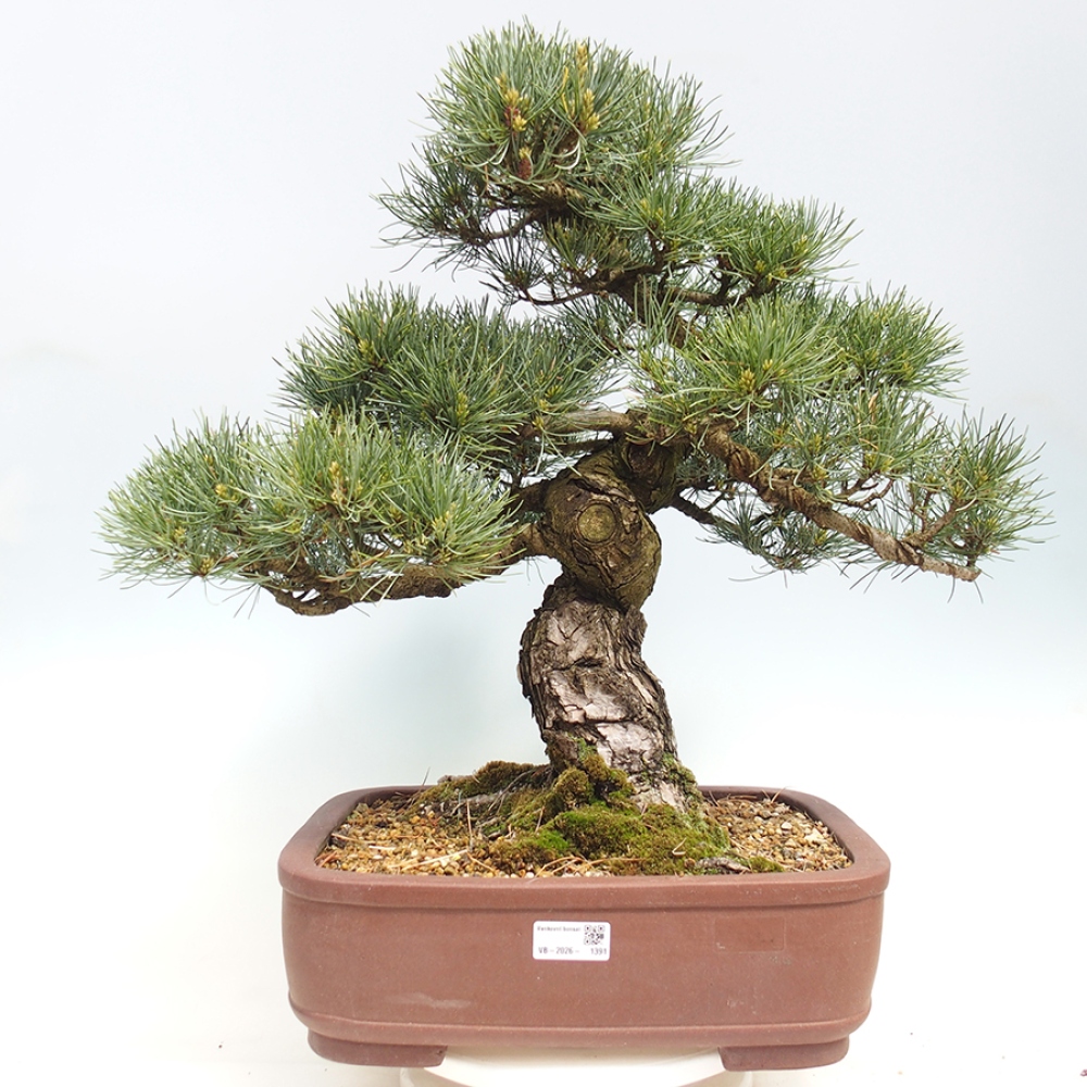 Bonsai da esterno - Pinus parviflora - Pinus parviflora