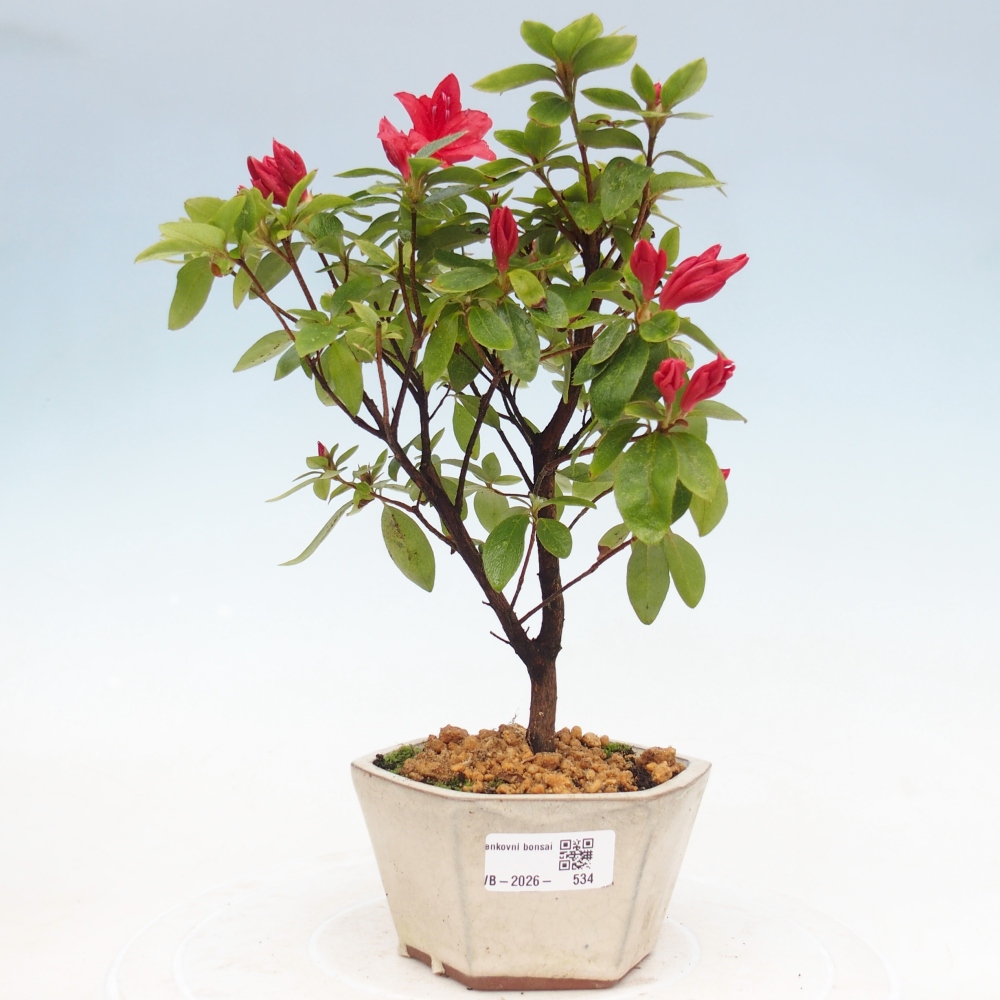Bonsai da esterno - Azalea giapponese - Azalea sp.