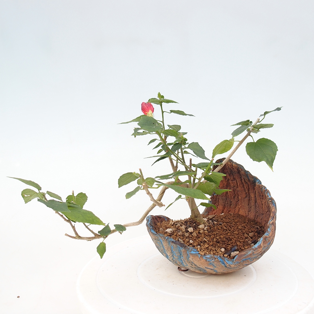 Bonsai da interno - Malvaviscus arboreus