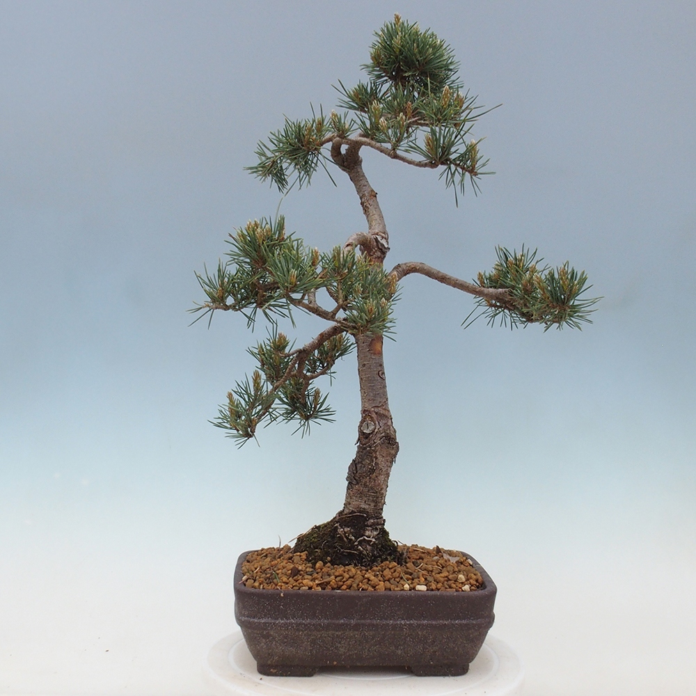 Bonsai da esterno - Pinus Sylvestris Watererri - Pino silvestre