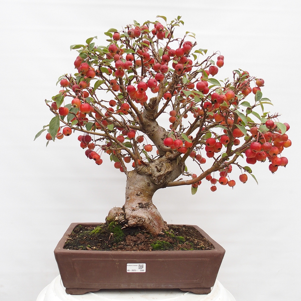 Bonsai da esterno -Malus halliana - Melo a frutto piccolo