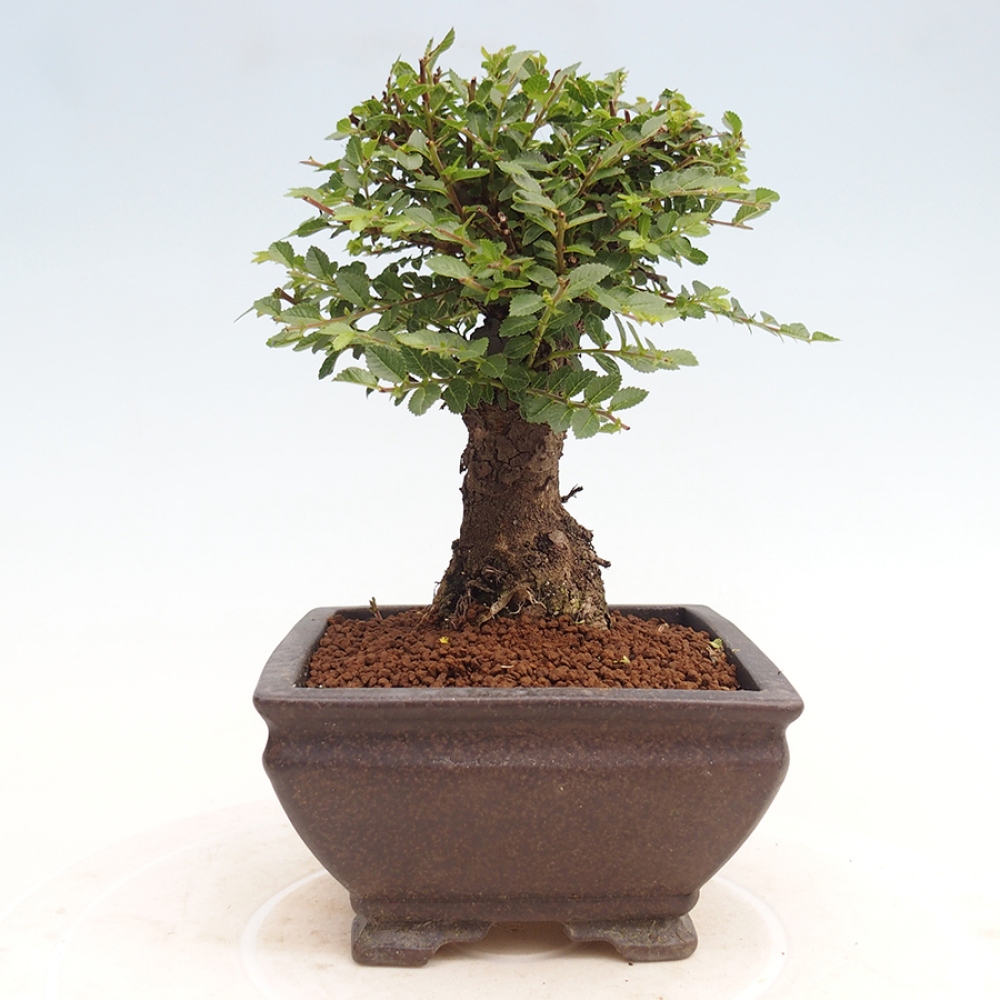 Bonsai da esterno - Ulmus parvifolia Hokkaido - Olmo cinese