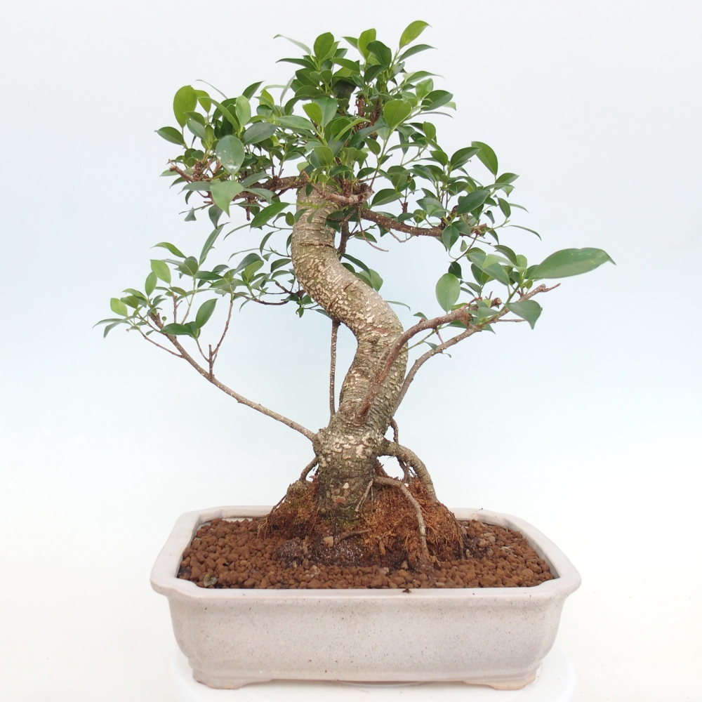 Camera bonsai - Ficus kimmen - ficus a foglie piccole