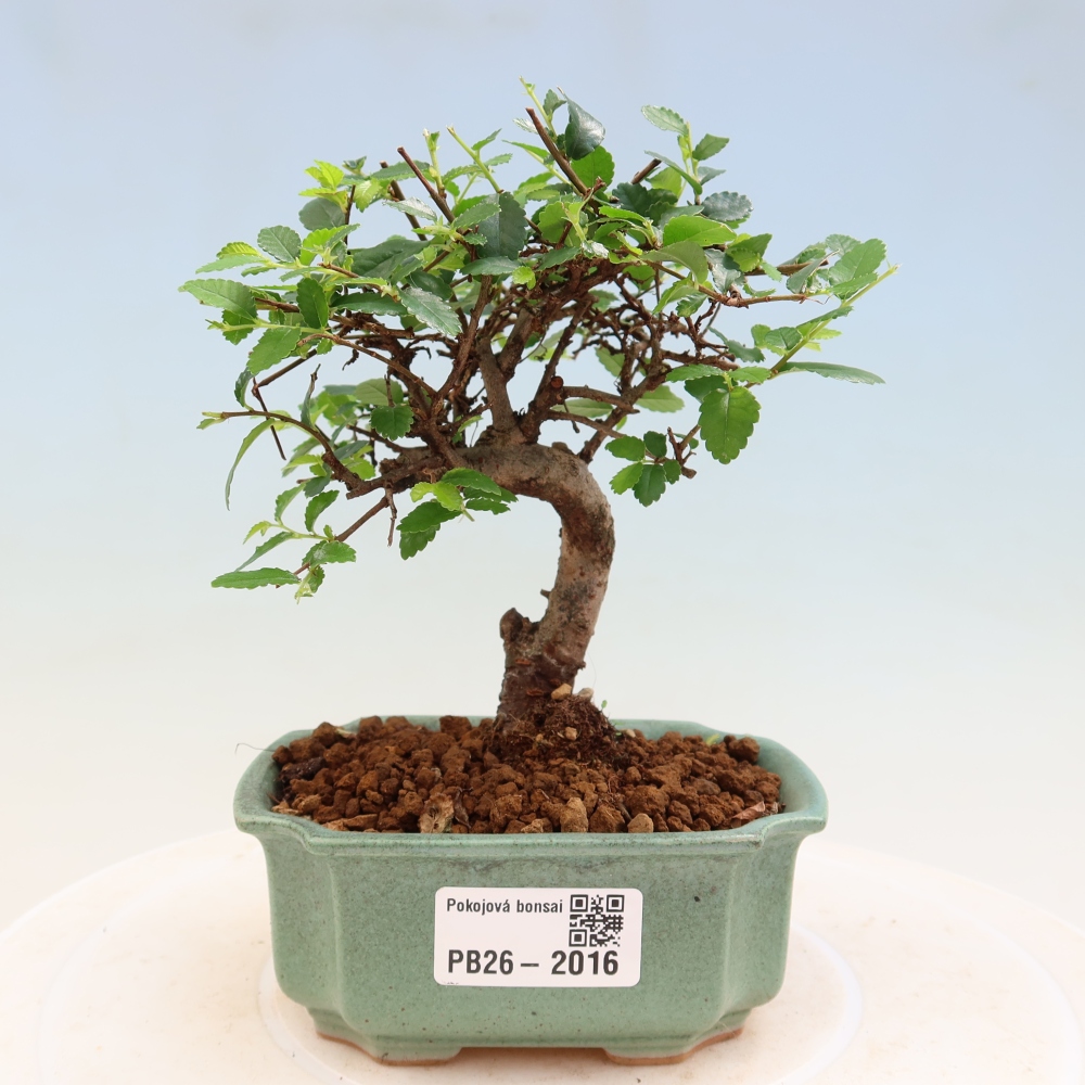 Camera bonsai - Ulmus parvifolia - Olmo a foglie piccole