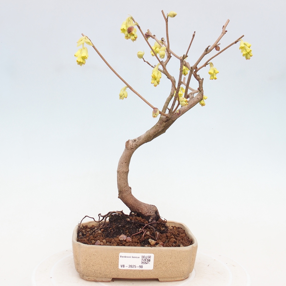 Bonsai da esterno - Nocciolo - Corylopsis Spicata