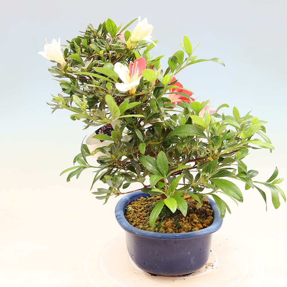 Bonsai da esterno - Azalea giapponese - Azalea CHIHIRO