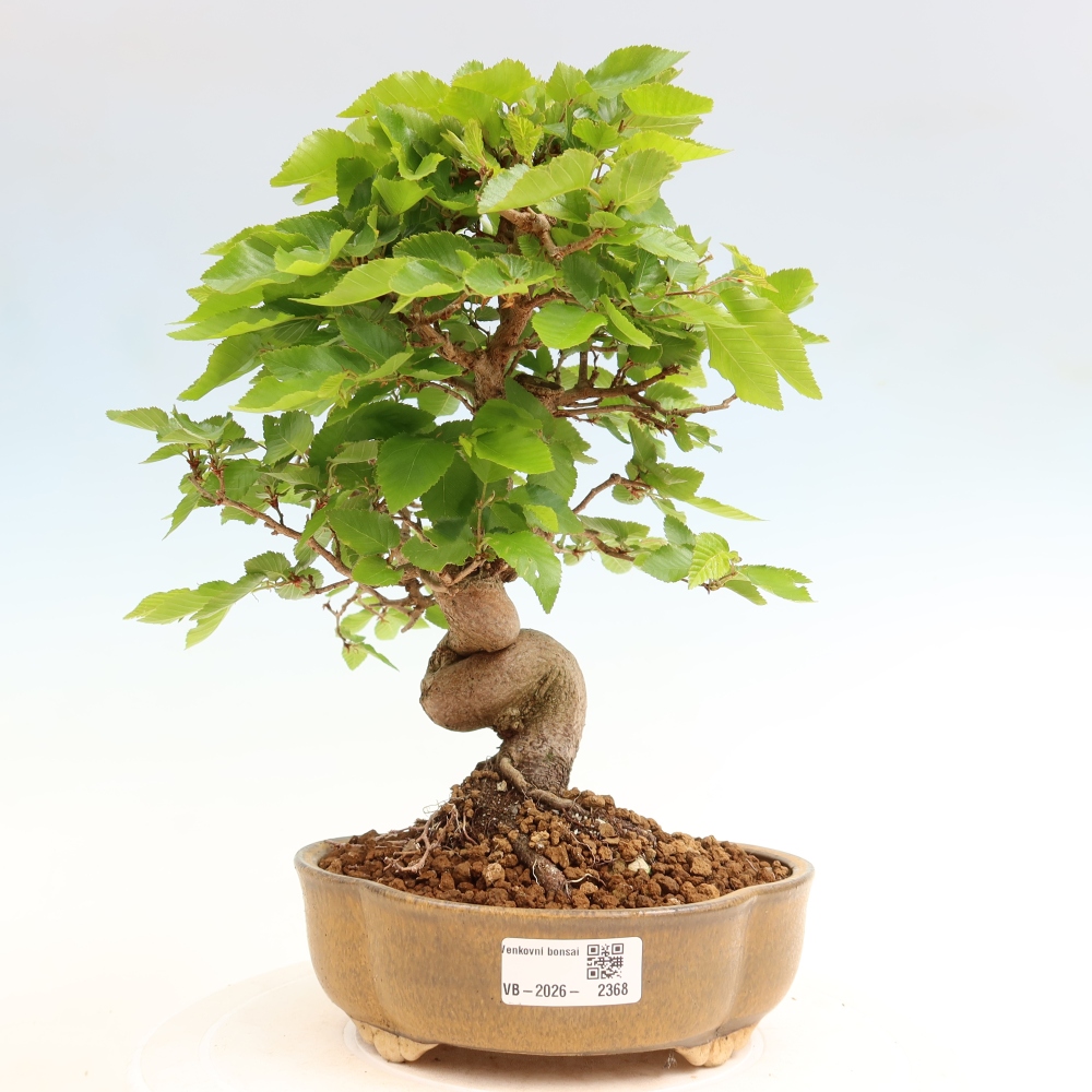 Bonsai da esterno -Carpinus Coreana - Carpino coreano