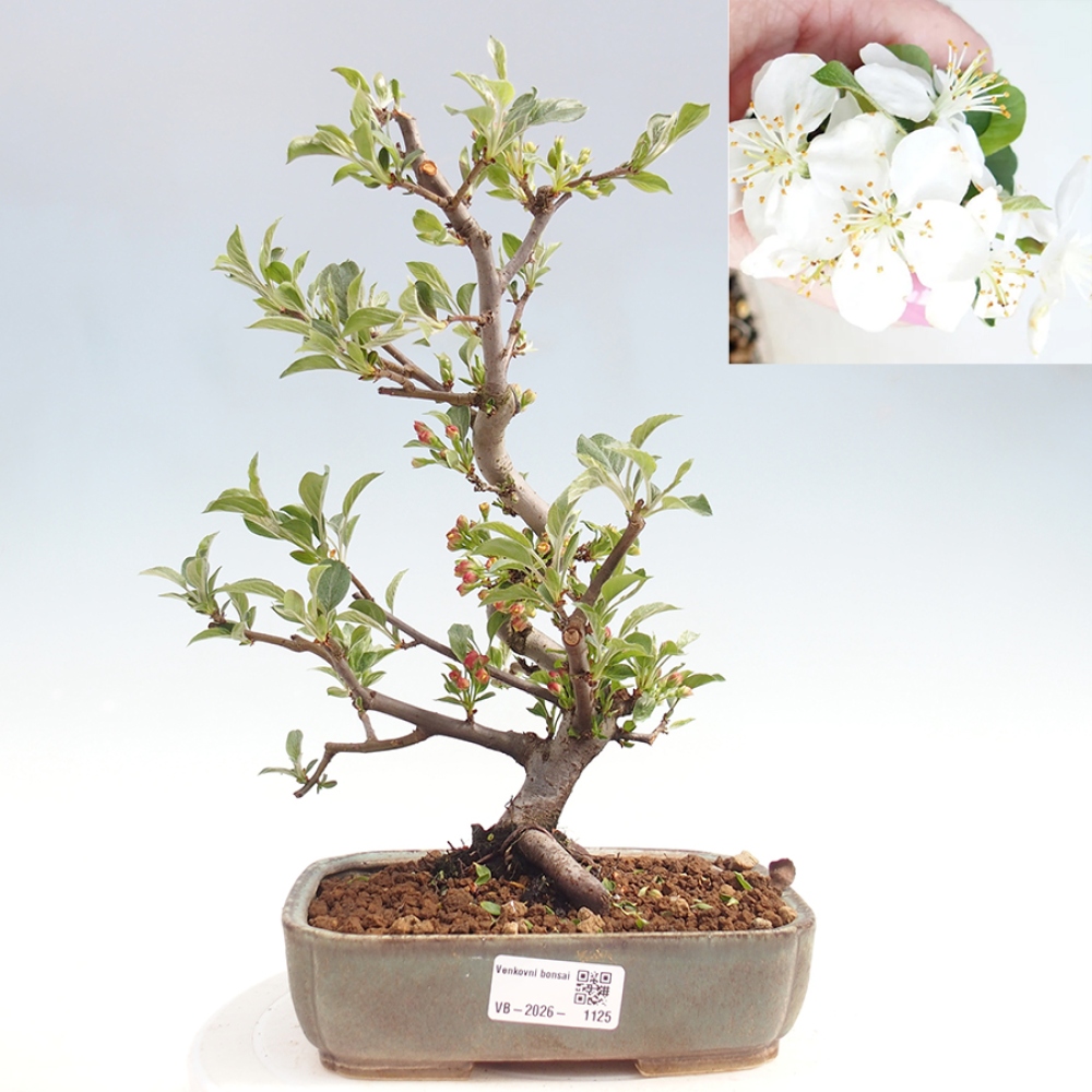 Bonsai da esterno - Malus sargentii - Melo a frutto piccolo