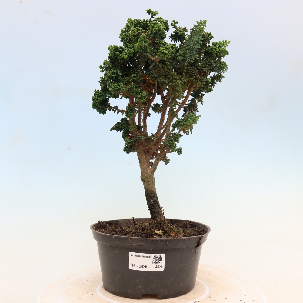 Bonsai da esterno - Cham. obtusa SEKKA HINOKI - Cipresso