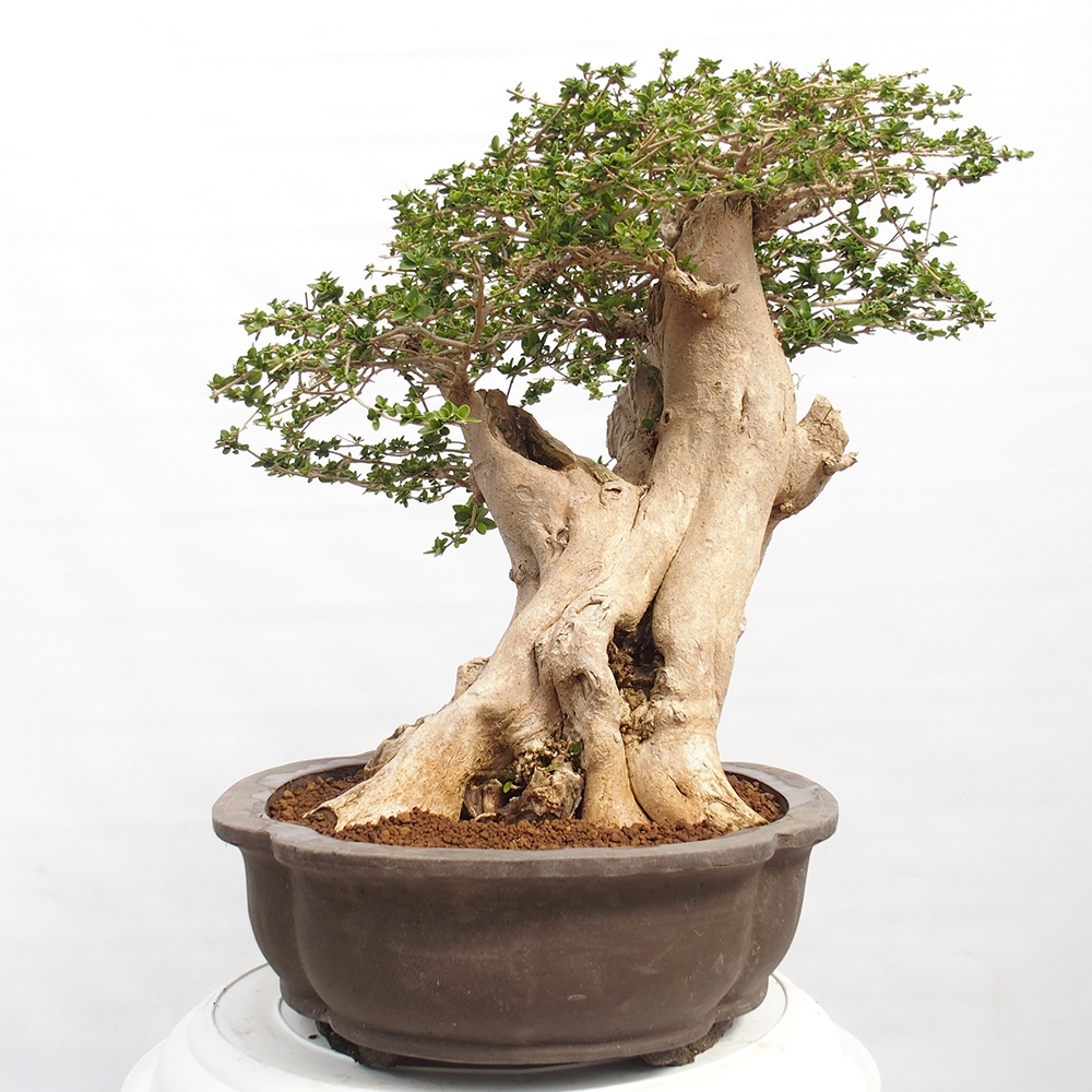 Bonsai da interno - Premna serratifolia - Kozlovna malolista