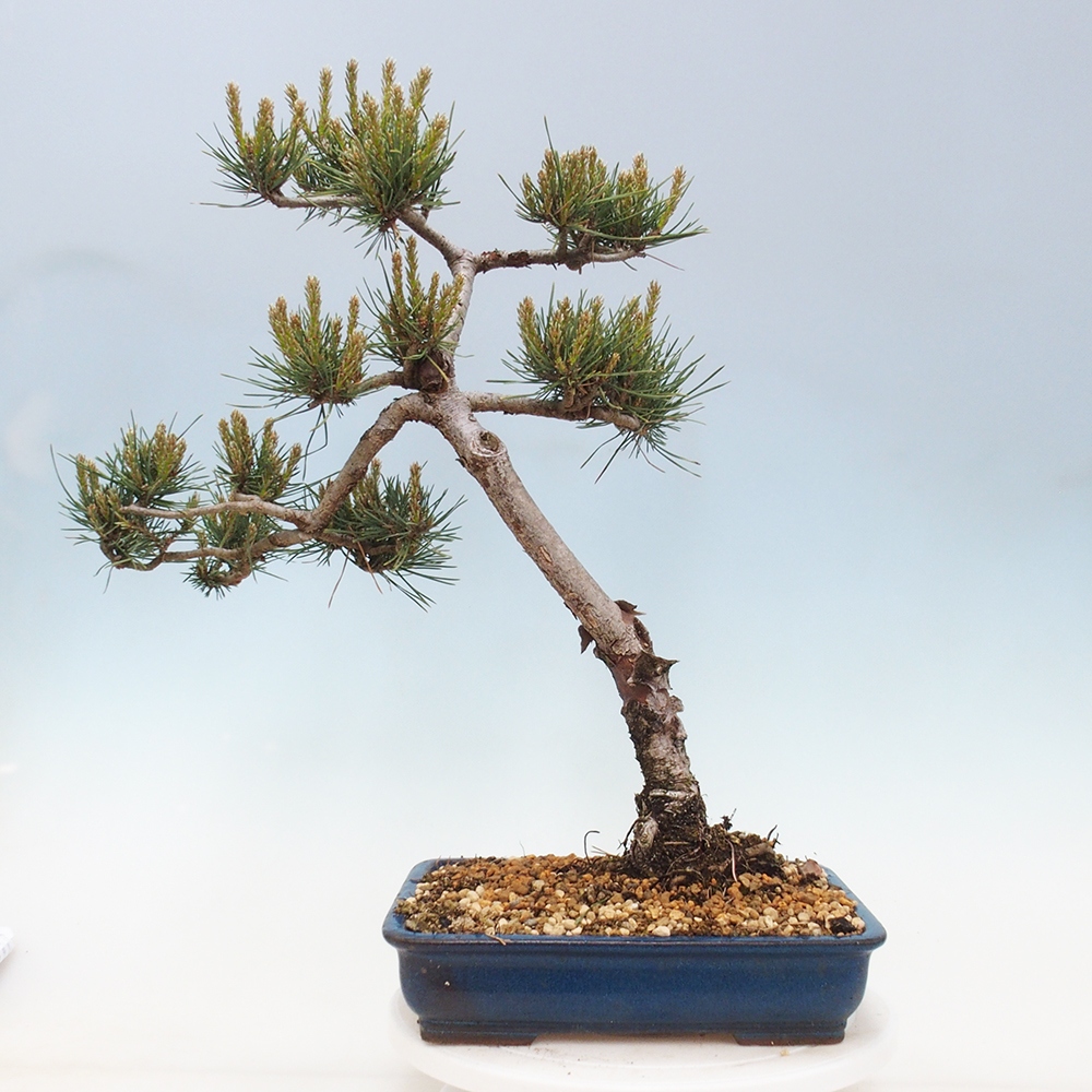 Bonsai da esterno - Pinus Sylvestris Watererri - Pino silvestre