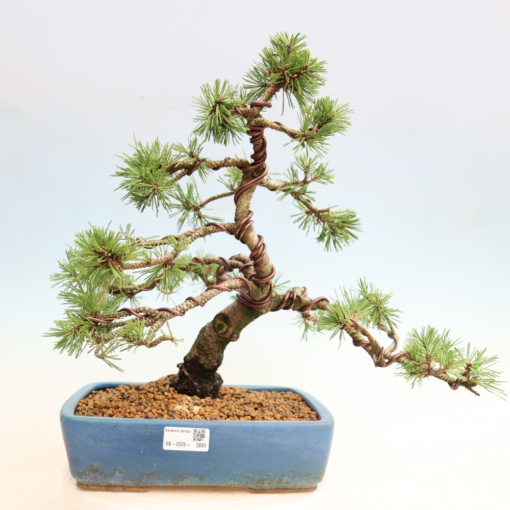 Bonsai da esterno - Pinus mugo Humpy  - Pino mugo