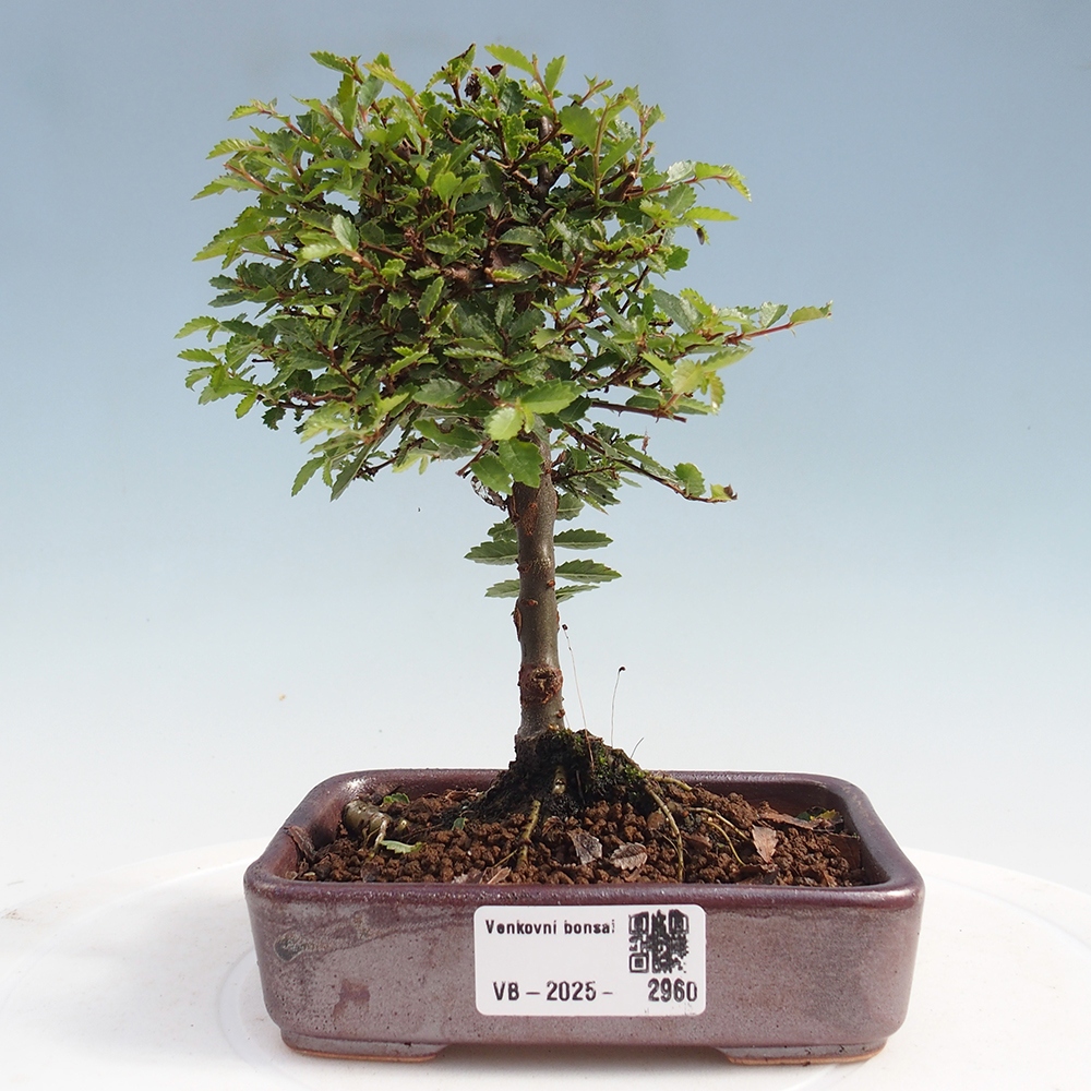 Bonsai da esterno - Ulmus parvifolia Sagei - Olmo a foglie piccole