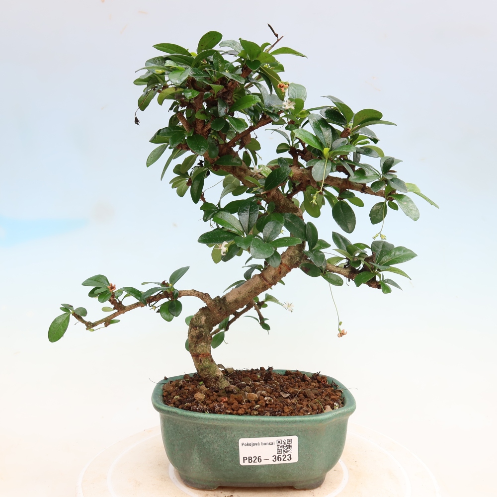 Camera bonsai - Carmona macrophylla - Tea fuki