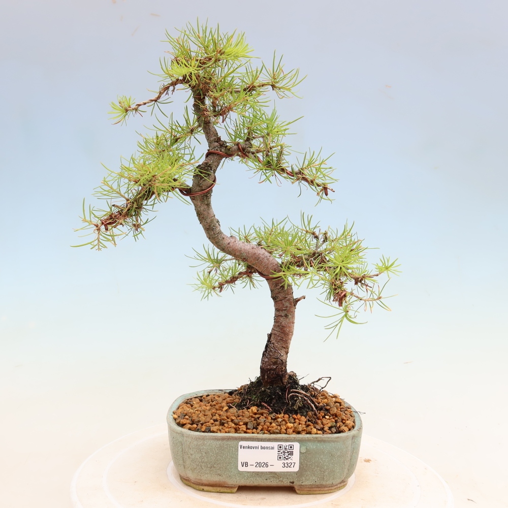 Bonsai da esterno -Larix decidua - Larice