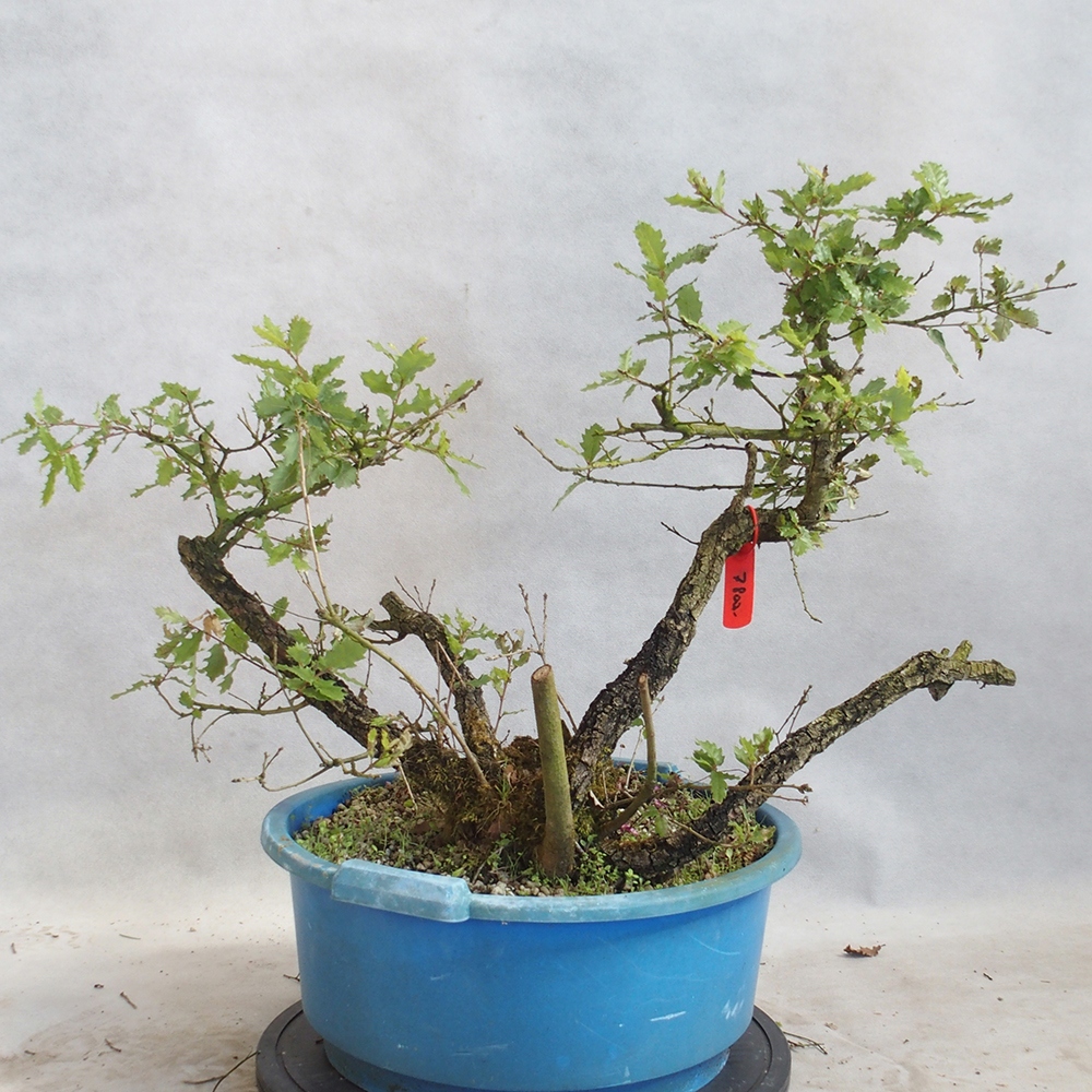 Bonsai da esterno Quercus Cerris - Quercia Cer