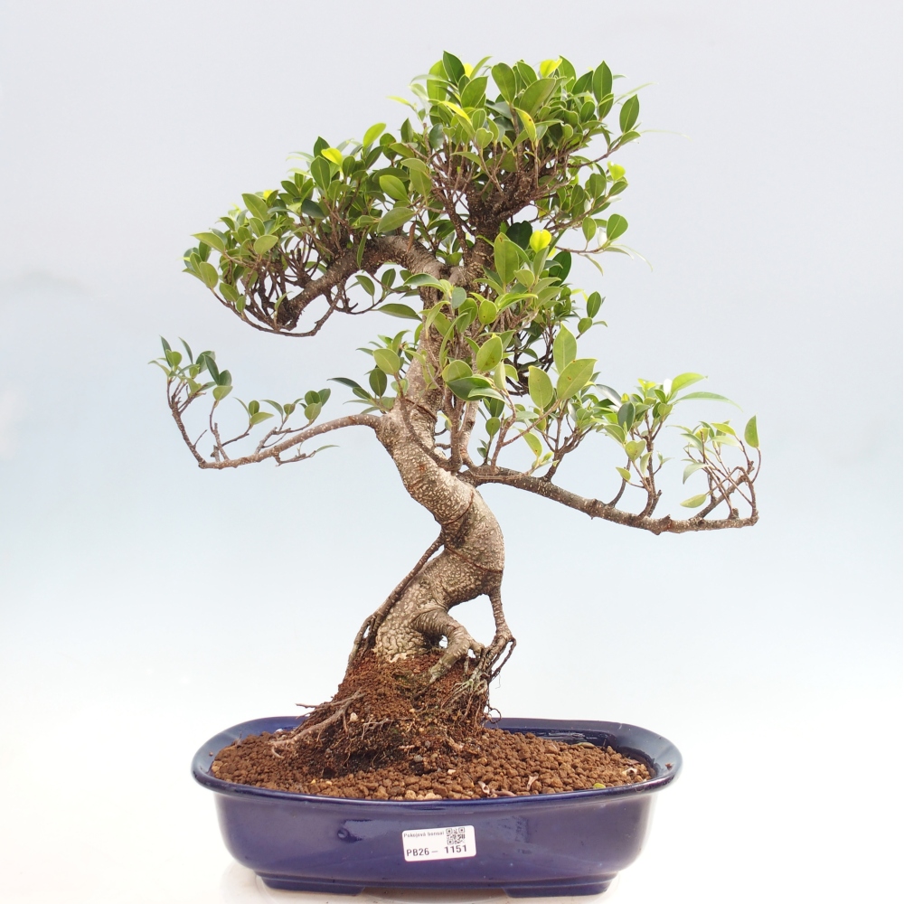 Camera bonsai - Ficus kimmen - ficus a foglie piccole