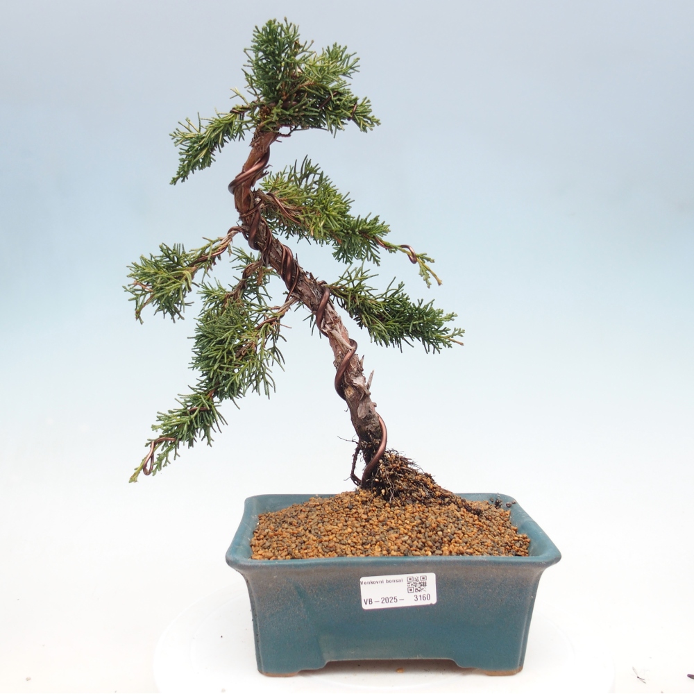 Bonsai da esterno - Juniperus chinensis Kishu