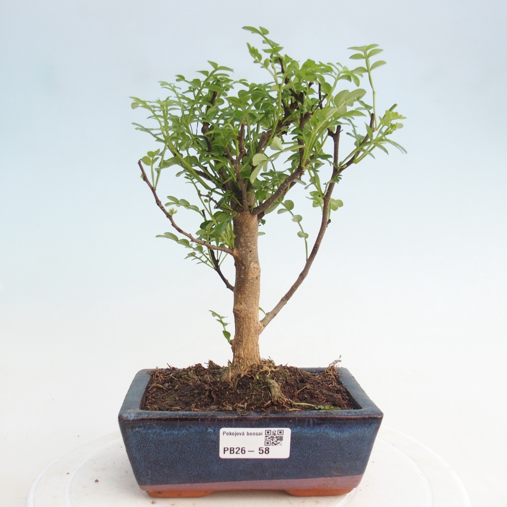 Camera bonsai - Zantoxylum piperitum - albero del pepe