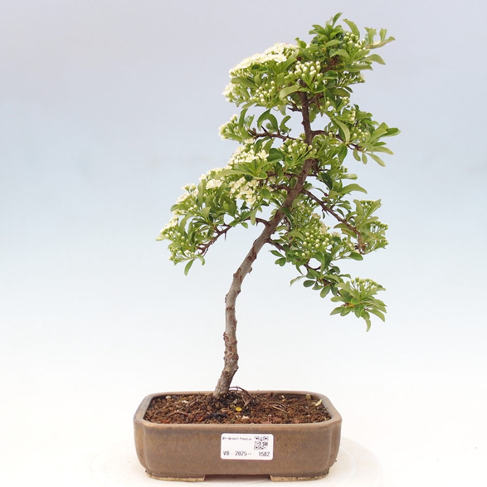 Bonsai da esterno-Pyracantha Teton -Hlox