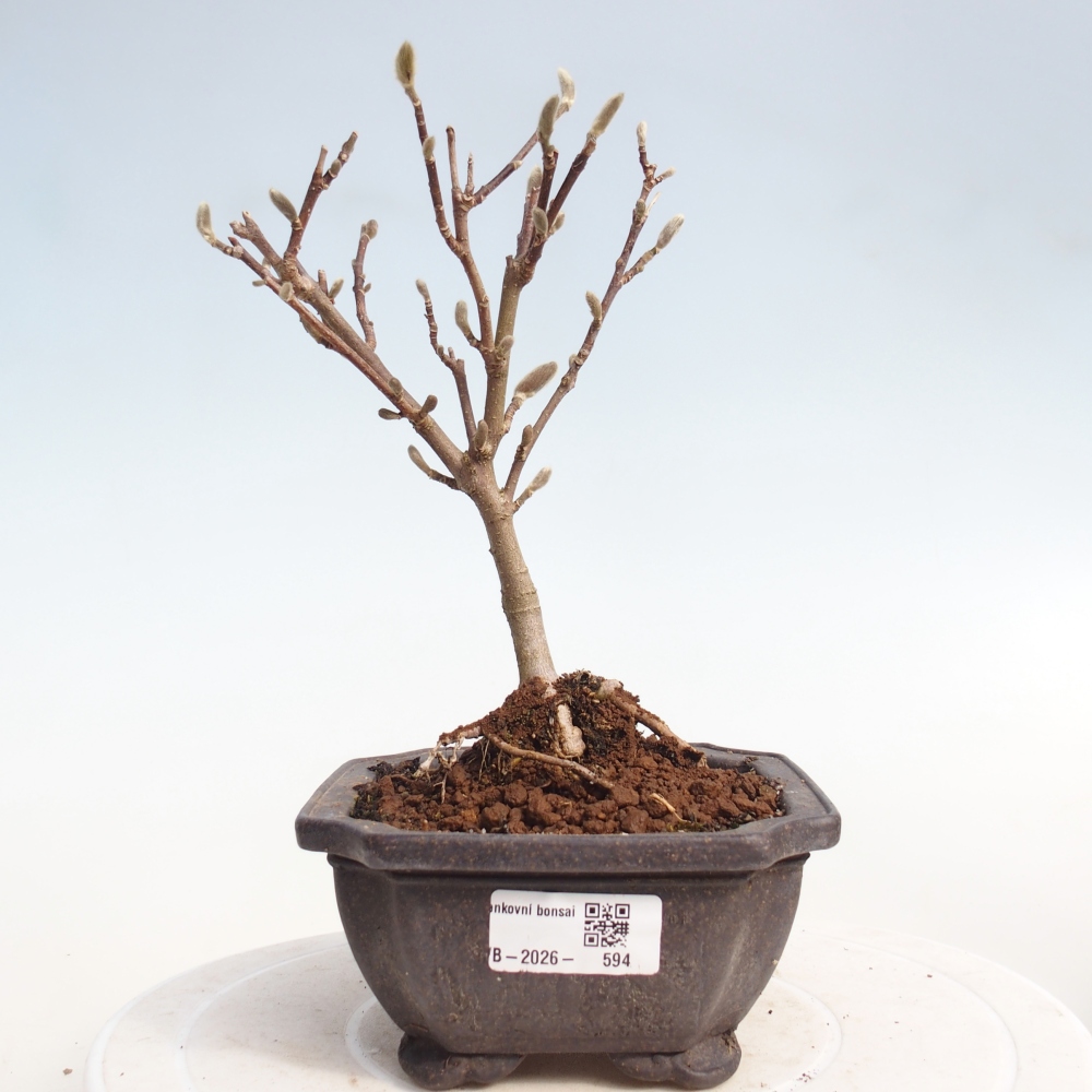 Bonsai da esterno - Magnolia stellata