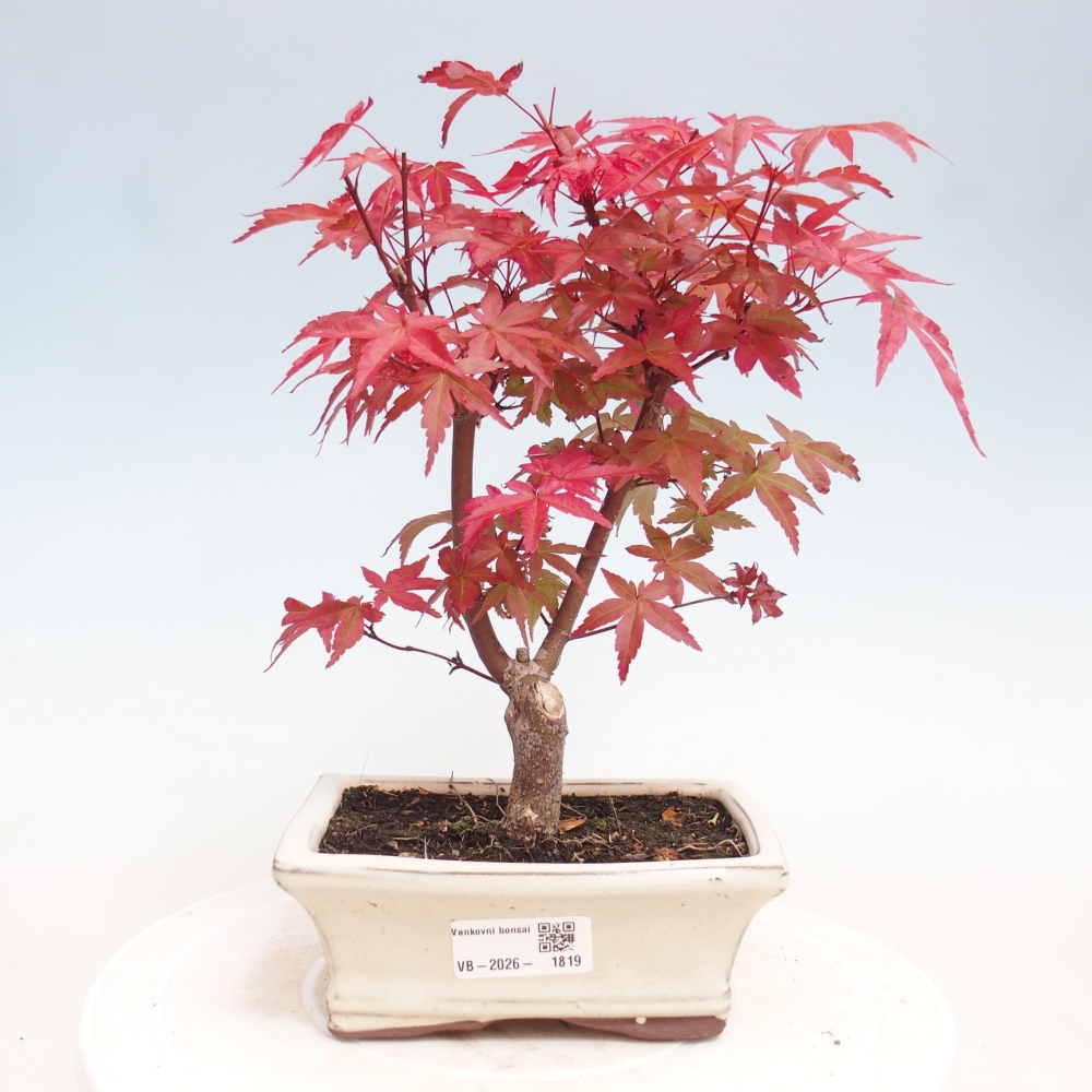 Bonsai da esterno - Acer palmatum DESHOJO