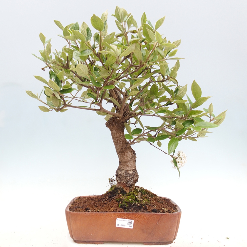 Bonsai da esterno - Kalina Bodnanská - Viburum carlesii hemsi