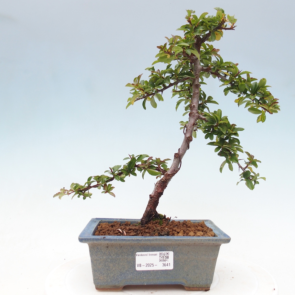 Bonsai da esterno-Pyracantha Teton -Hlox