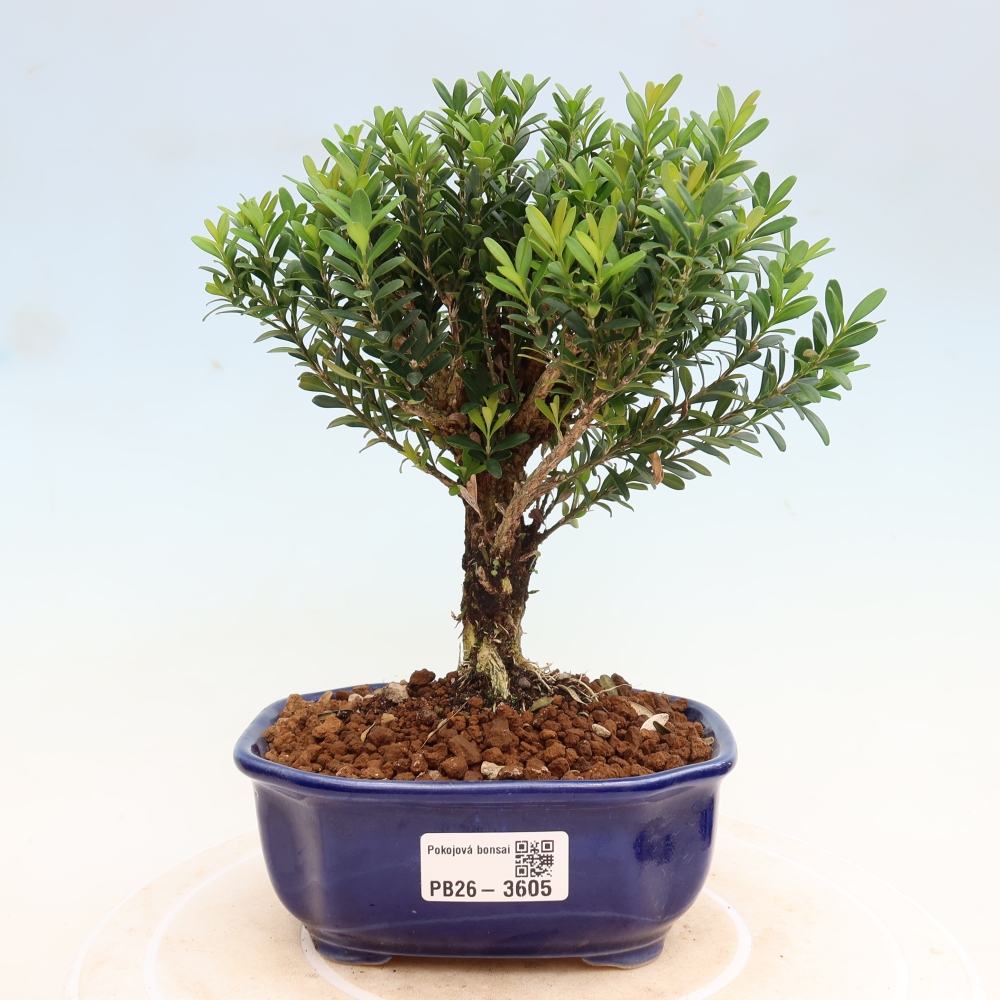 Camera bonsai - Buxus harlandii - buxus da sughero