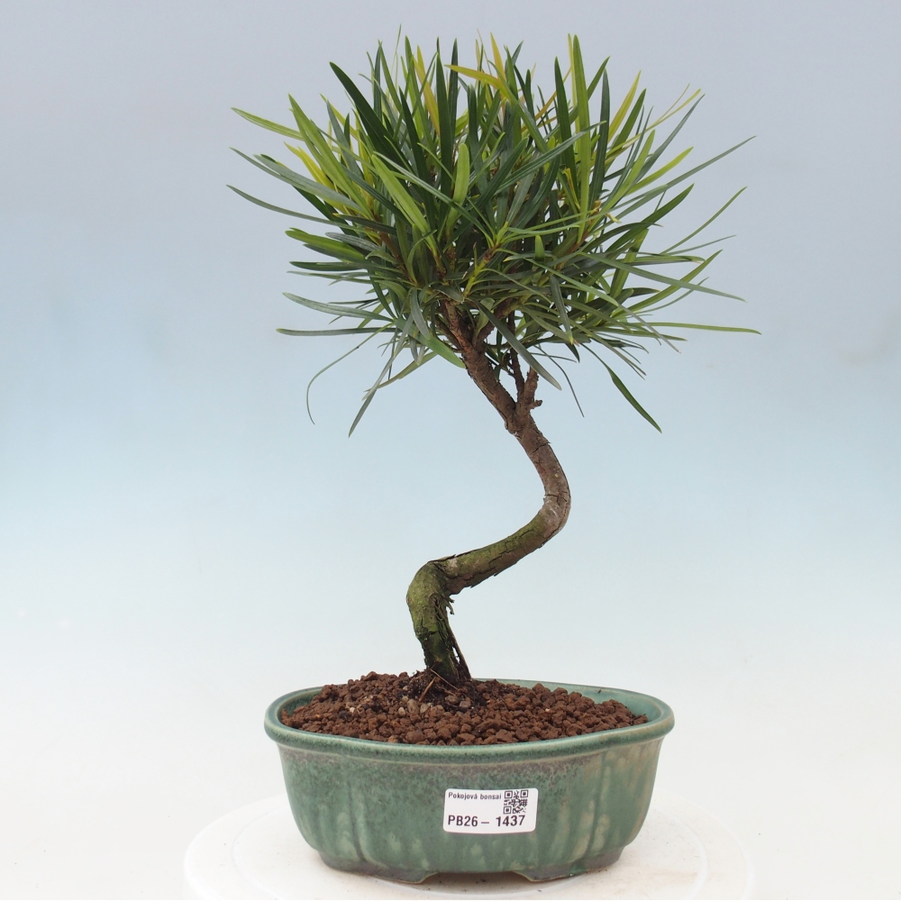 Camera bonsai - Podocarpus - Tasso delle pietre