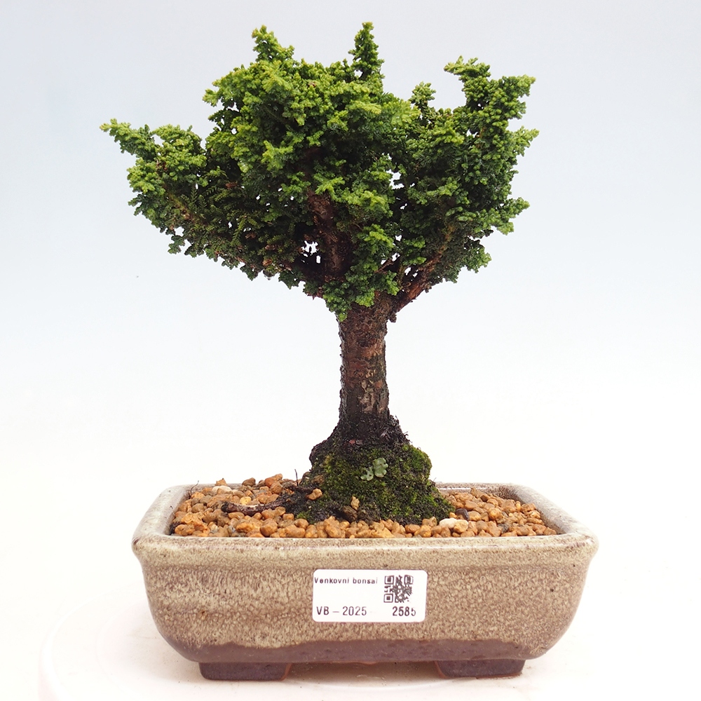 Bonsai da esterno - Cham. obtusa SEKKA HINOKI - Cipresso