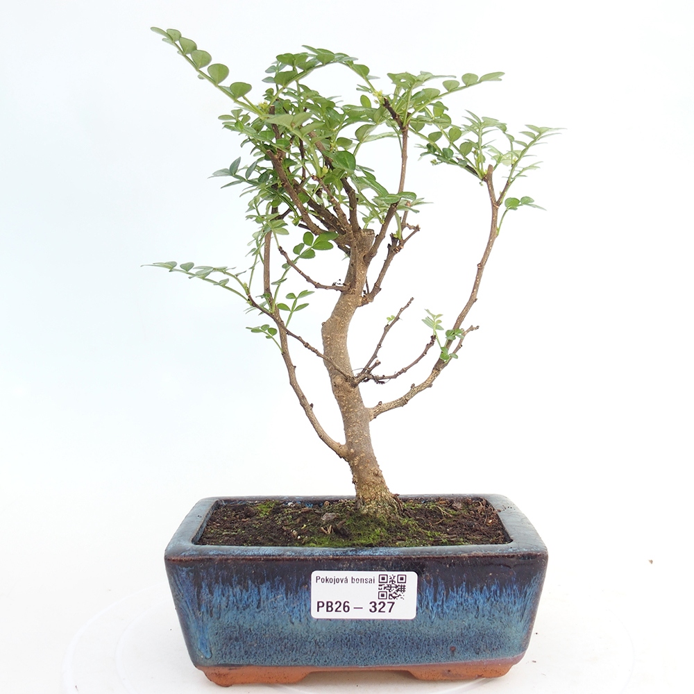 Camera bonsai - Zantoxylum piperitum - albero del pepe