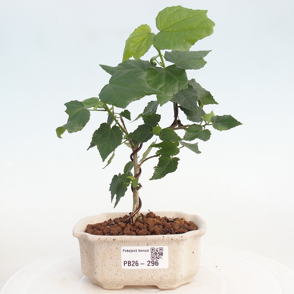 Bonsai da interno - Malvaviscus arboreus