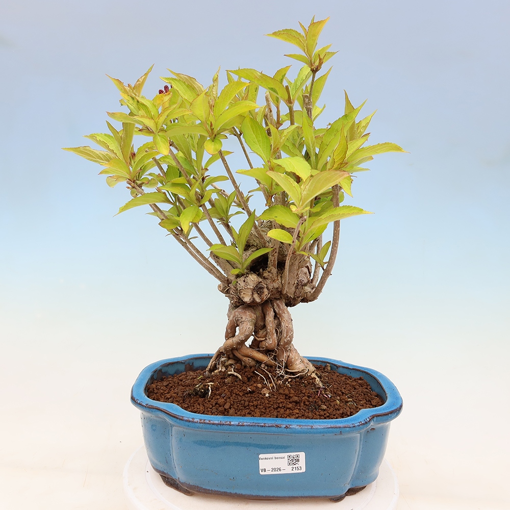 Bonsai da esterno - Weigela subsessilis - Weigela coreana