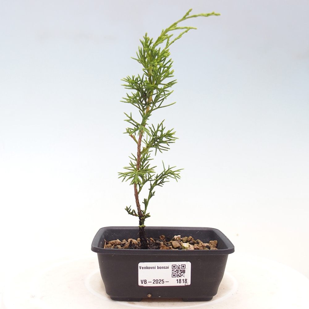 Bonsai da esterno - Juniperus chinensis Itoigawa