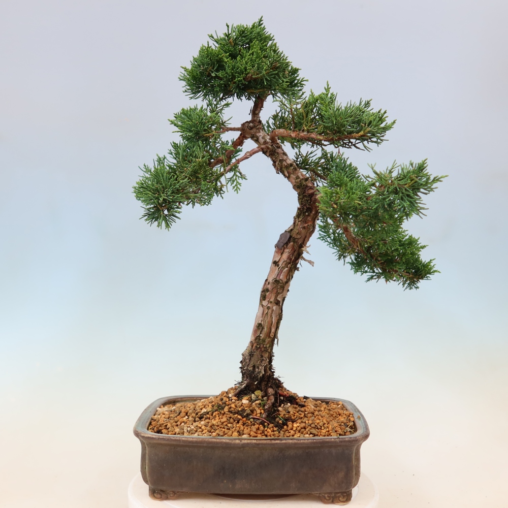 Bonsai da esterno - Juniperus chinensis Kishu
