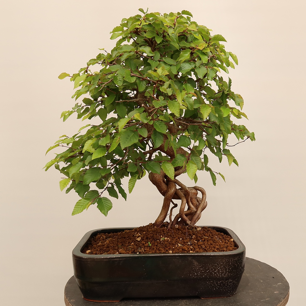 Bonsai da esterno -Carpinus Coreana - Carpino coreano