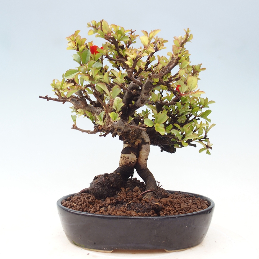 Bonsai da esterno - Chaneomeles speciosa - Cotogno