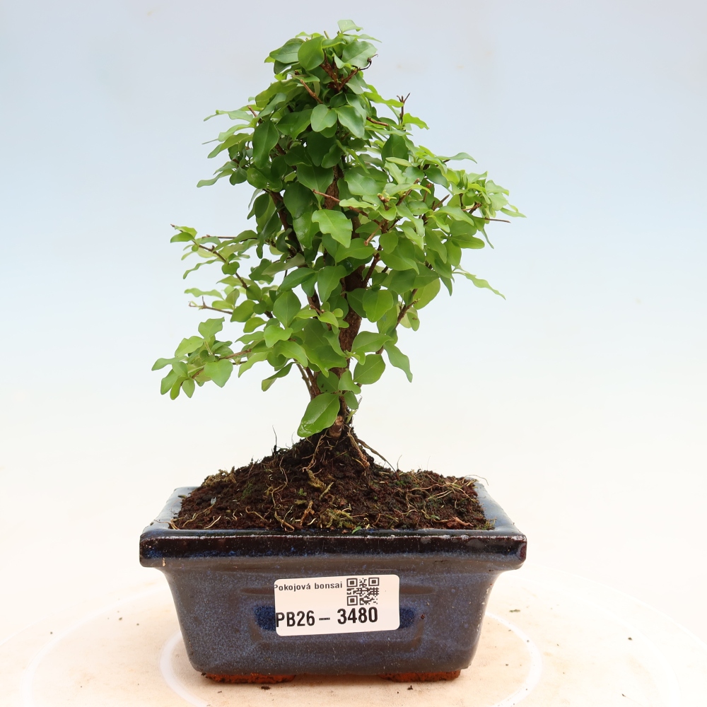 Camera bonsai -Ligustrum chinensis - Becco d'uccello