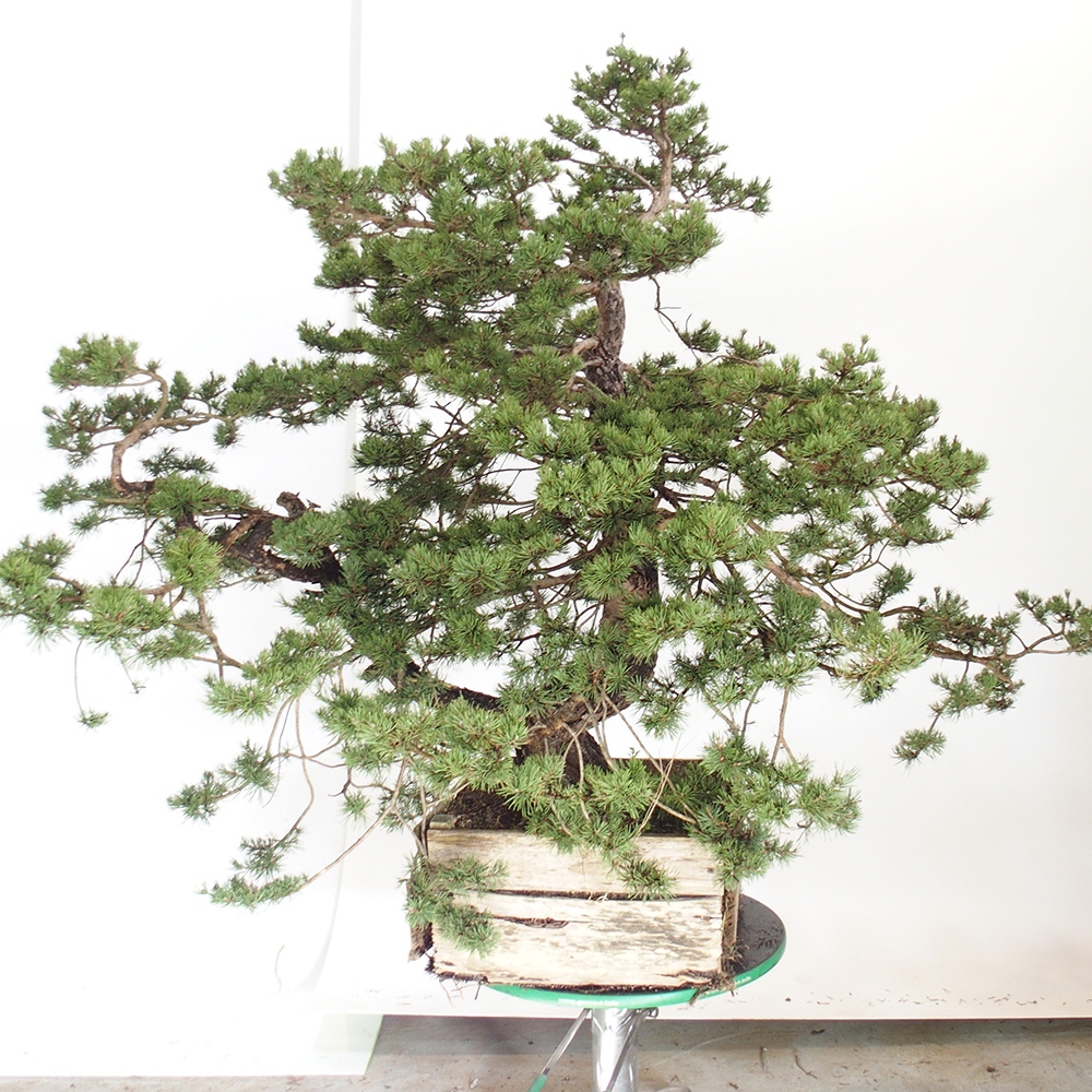 Yamadori - Pinus sylvestris Spagna
